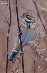 Emberiza fucata