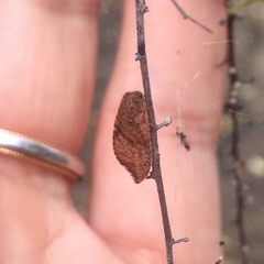 Drepanacra binocula