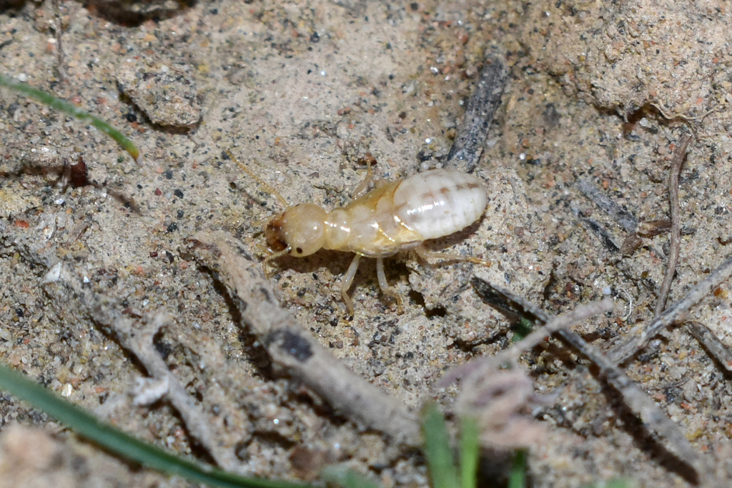 Anacanthotermes turkestanicus