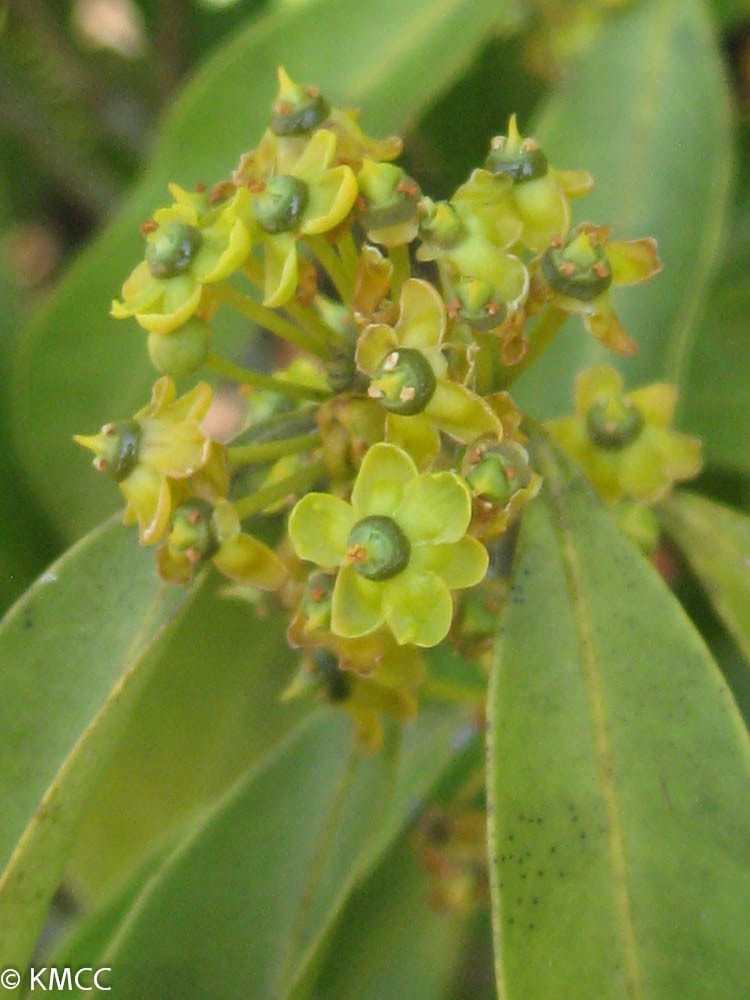 Salacia