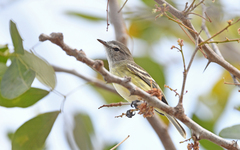 Slender-Billed Inezia photo 3
