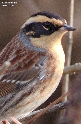 Siberian Accentor (Prunella montanella), photo 10