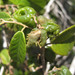 Schizolaena parviflora - Photo (c) Helene Ralimanana, alguns direitos reservados (CC BY-NC), uploaded by Helene Ralimanana