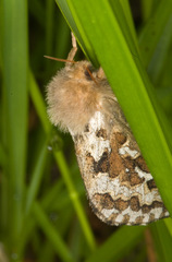 Korscheltellus fusconebulosa