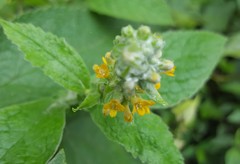 Buddleja stachyoides