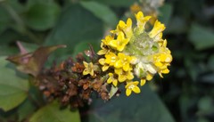 Buddleja stachyoides