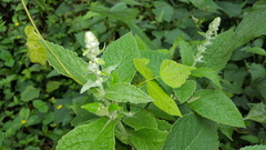 Buddleja stachyoides