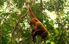 Alouatta guariba