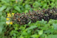 Buddleja stachyoides