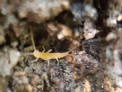 Campodea augens · iNaturalist