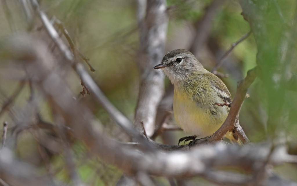 Slender-billed Tyrannulet (Inezia tenuirostris) photo