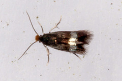 Stigmella aurella