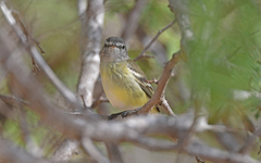 Slender-Billed Inezia photo 4