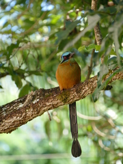 Amazonian Motmot photo 2