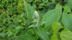 Buddleja stachyoides