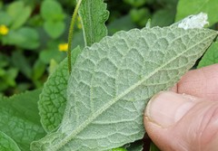 Buddleja stachyoides