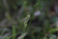 Carex concinna