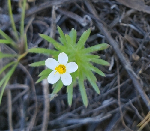 iNaturalist observation photo of Leptosiphon