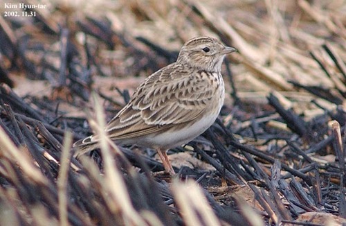 Asian Short-toed Lark (Alaudala cheleensis), photo 5