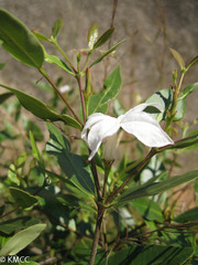 Mascarenhasia