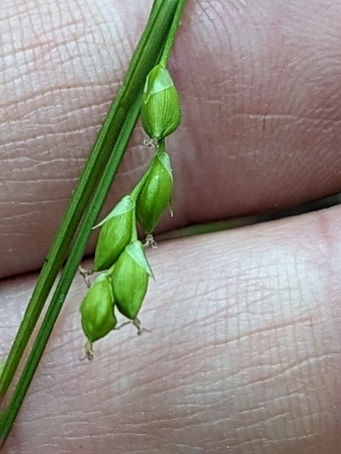 Image of Carex impressinervia by (c) Alison Northup, some rights reserved (CC BY)