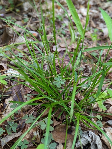 Image of Carex impressinervia by (c) Alison Northup, some rights reserved (CC BY)