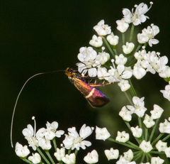 Adela australis