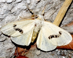 Lemyra