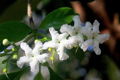 Tabernaemontana alternifolia