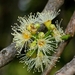 Syzygium cumini - Photo (c) Satish Nikam, algunos derechos reservados (CC BY-NC-SA)