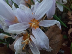 Crocus