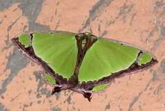 Agathia laetata