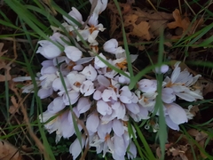 Crocus