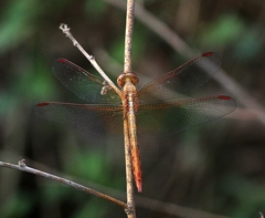 Neurothemis intermedia