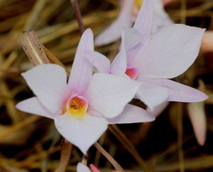 Dendrobium barbatulum