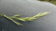 Festuca bromoides