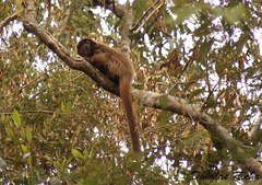 Callicebus nigrifrons