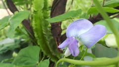 Psophocarpus tetragonolobus