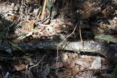 Anolis sagrei