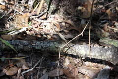 Anolis sagrei