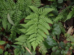 Dryopteris hondoensis
