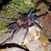 Trinidad Pink Tarantula - Photo (c) Saifudeen Muhammad, some rights reserved (CC BY-NC), uploaded by Saifudeen Muhammad
