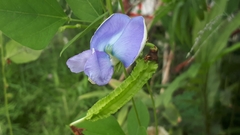 Psophocarpus tetragonolobus