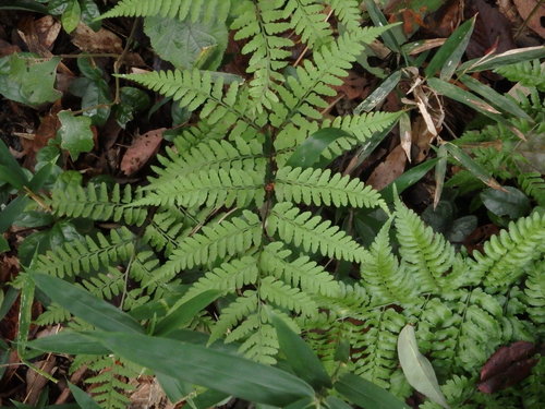 Athyrium wardii iNat (2)