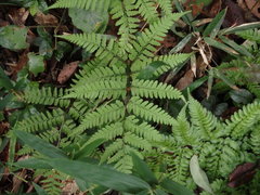 Athyrium wardii