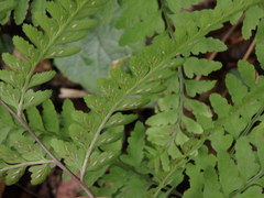 Athyrium wardii