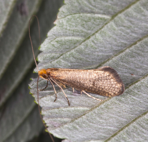 Nematopogon adansoniella (de Villiers, 1789)