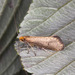 Nematopogon adansoniella - Photo (c) Drepanostoma, some rights reserved (CC BY-NC), uploaded by Drepanostoma