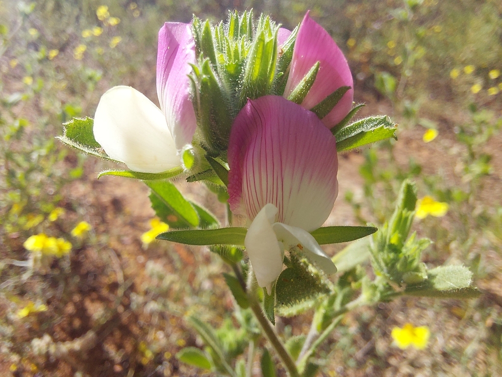 Ononis azcaratei