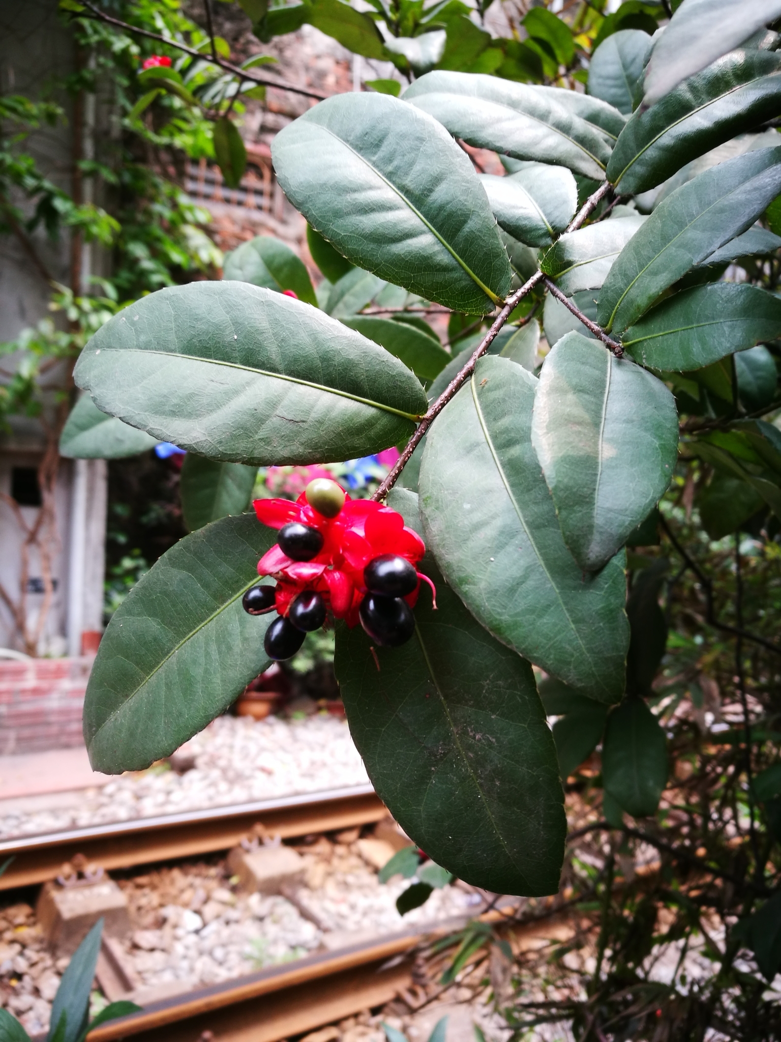 Ochna serrulata (Ochna serrulata)
